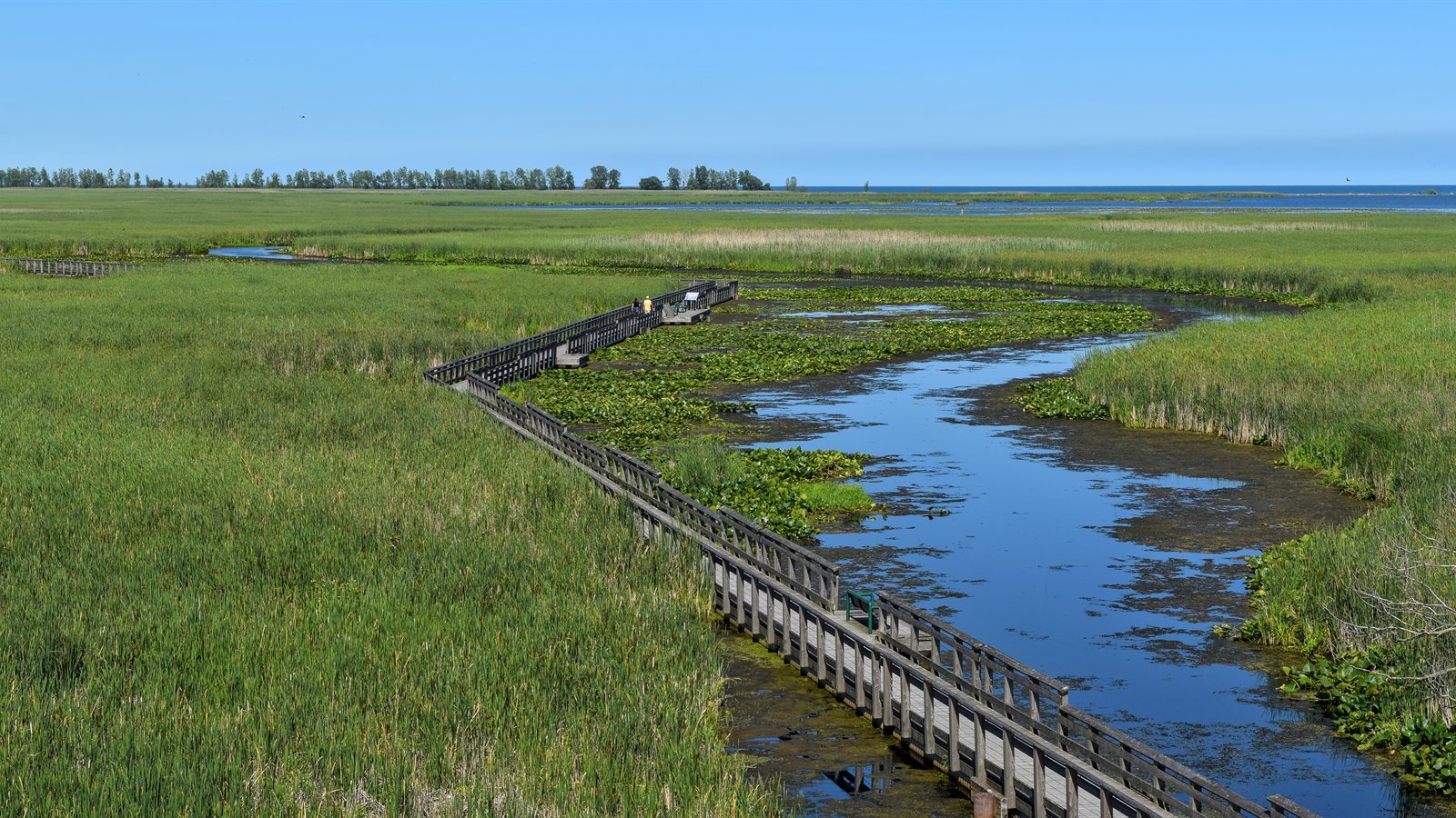 Wooden boardwalk crossing a wide green marsh towards open water