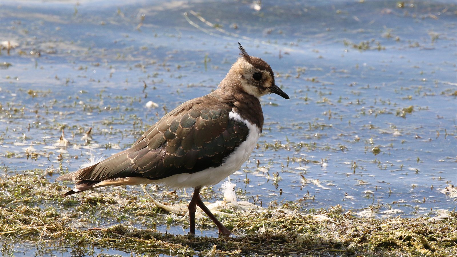 Northern lapwing standing in short wet grass